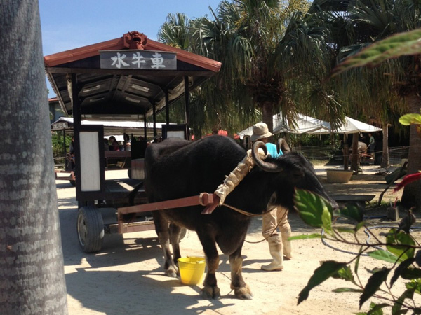 竹富島で水牛車に乗ろう のんびり揺られながら島を散策